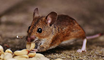 24 Hour & Emergency Exterminators in Pierces Chapel, TX